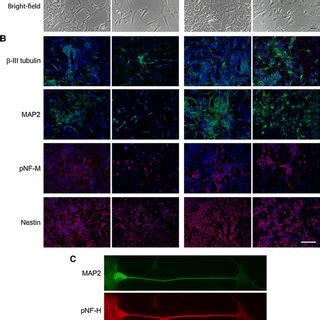 Morphological Analysis Of Differentiated SH SY5Y Cells A At 6 DIV