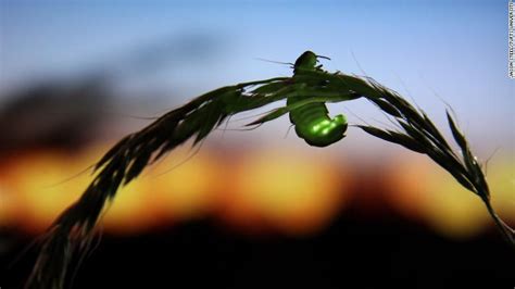 Luciernaga al atardecer Las luciérnagas tristemente se enfrentan