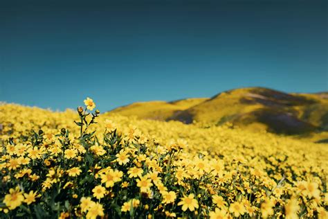 Yellow Flower Field · Free Stock Photo