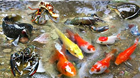 Menangkap Ikan Warna Warni Ikan Koi Ikan Cupang Ikan Koki Ikan