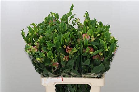 Альстромерия "Charmelia Pink"