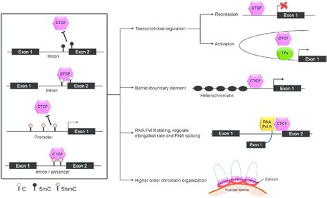 Methylation Dependent Ctcf Functions Ctcf Binds To Either Unmethylated