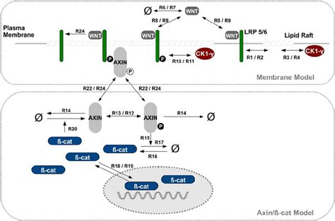 WNT β catenin model combining membrane and intracellular kinetics