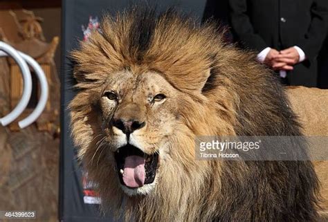 Leo The Mgm Lion Photos Et Images De Collection Getty Images