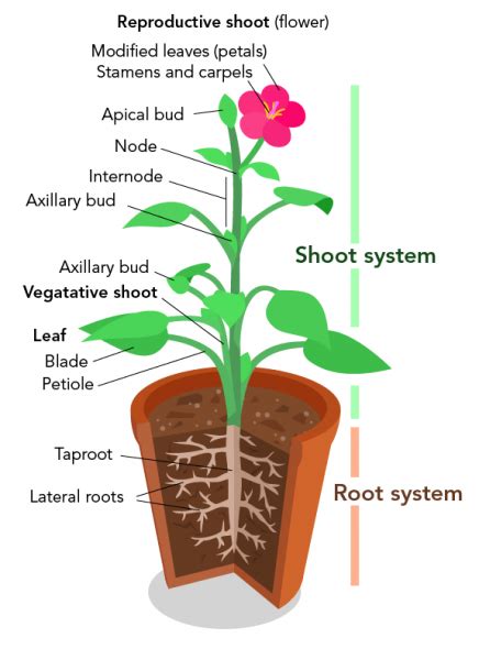 Plant Anatomy