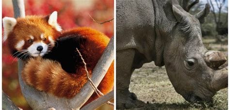 Rinoceronte E Panda Rosso Protagonisti Al Parco Le Cornelle La Voce