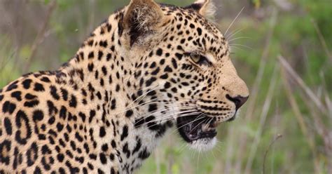 Kruger National Park: 3-Day Essence of the Kruger Safari | GetYourGuide