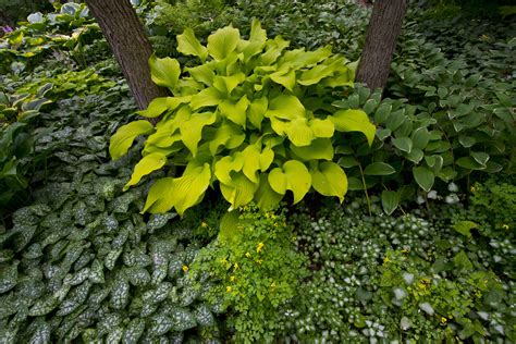 hosta plant care  growing guide