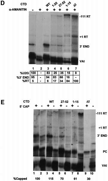 The CTD Of Pol II Is Required For High Steady State Levels Of RNA From