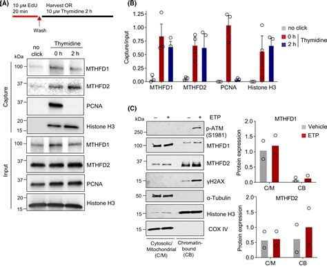 The Onecarbon Metabolic Enzyme Mthfd Promotes Resection And