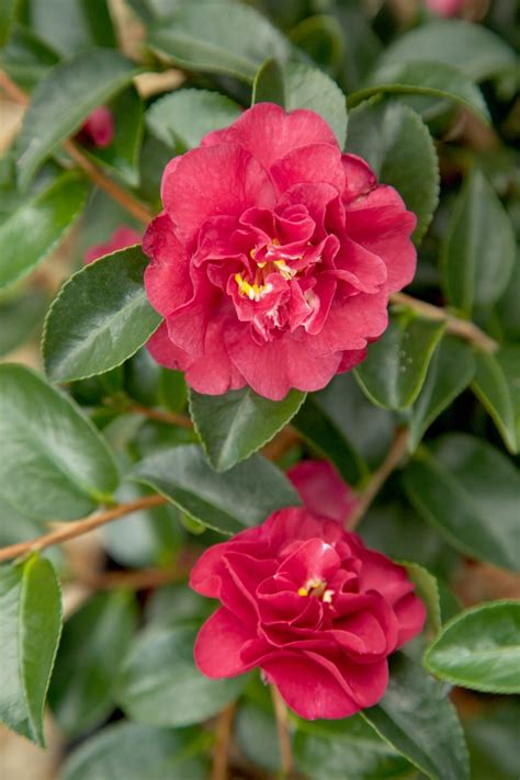 Camellia Sasanqua October Magic® Ruby™ Camellia Kings Garden Center