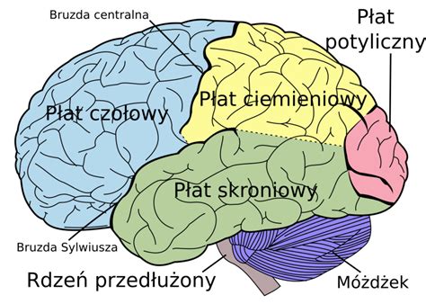 Co M Wi M Zg Twojego Klienta I Jak To Odczyta Asm Neuro Lab