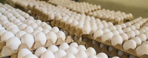 Inespre Cumple Con Productores De Huevos Comprando Cerca De Millones