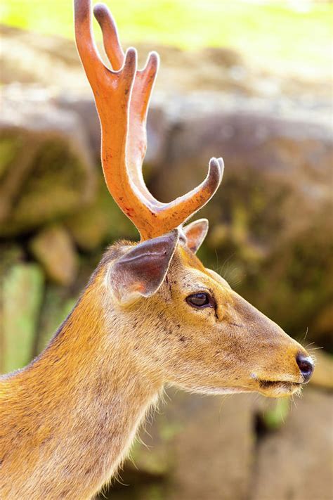 Deer Head Antlers Closeup Face Side Nara Japan Photograph By Pius Lee