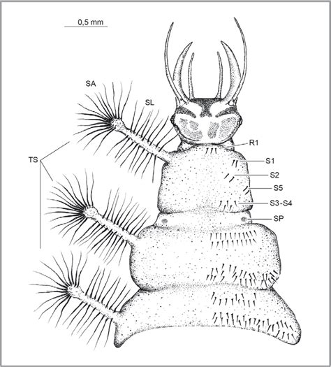 Pdf Morfolog A Larval Y Datos Biol Gicos De Leucochrysa Nodita