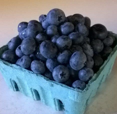 Bluecrop Blueberry Plants Gardenland USA - Edible Landscaping!