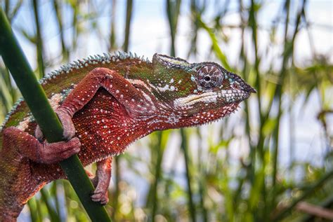 Panther Chameleon | Sean Crane Photography