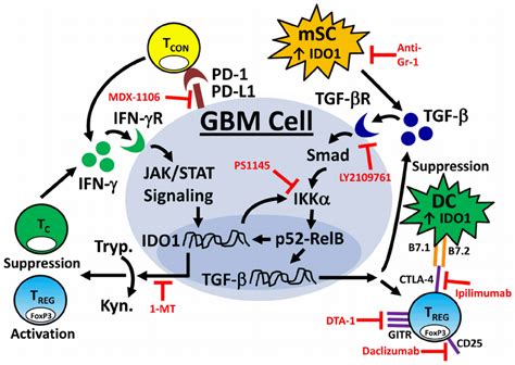 Representative Model Of The Potential Targets For Effective