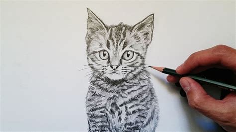 APRENDE cómo DIBUJAR un GATO realista PASO a PASO YouTube