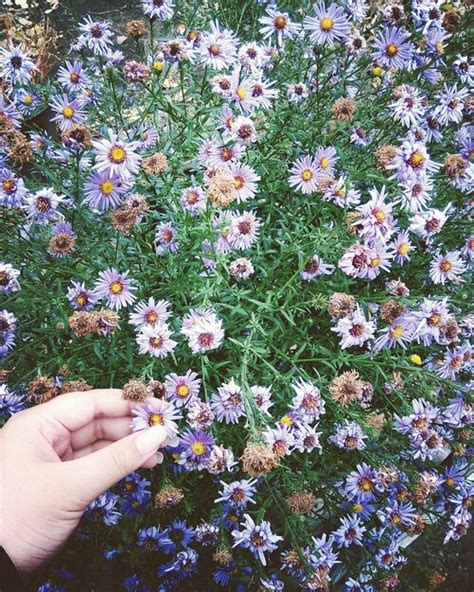 Premium Photo Cropped Hand Holding Purple Flower