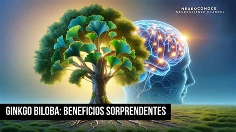 Ginkgo Biloba Beneficios Sorprendentes Para El Cerebro Y La Memoria