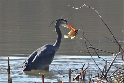 J.I. Case Wetland Wildlife Refuge