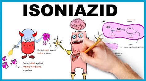 Isoniazid: Mechanism of Action; Uses; Dose; side effects - YouTube