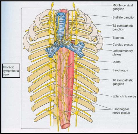 Figure 8 From An Anatomical Investigation Of The Sympathetic And