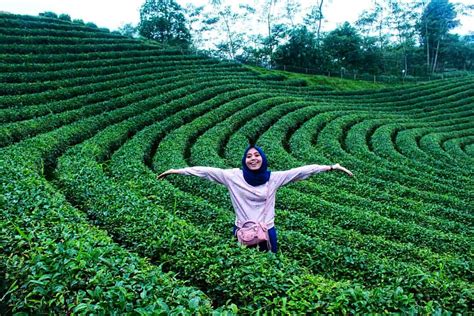 Mengenal Wisata Kebun Teh Cikuya Tempat Asal Teh Terbaik Dunia Yang