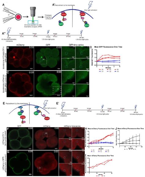 Figure 1 From An Optogenetic Approach To Control Protein Localization