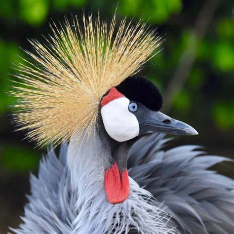 Adultos Nacionales Aviario Nacional De Colombia