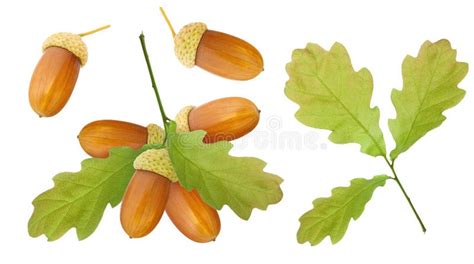 Acorns Oak Branch Stock Photo Image Of Leaf Harvest 121799100