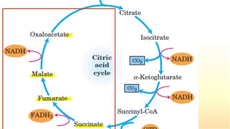 O Ciclo Do ácido Cítrico E Um Conjunto De Reações Librain