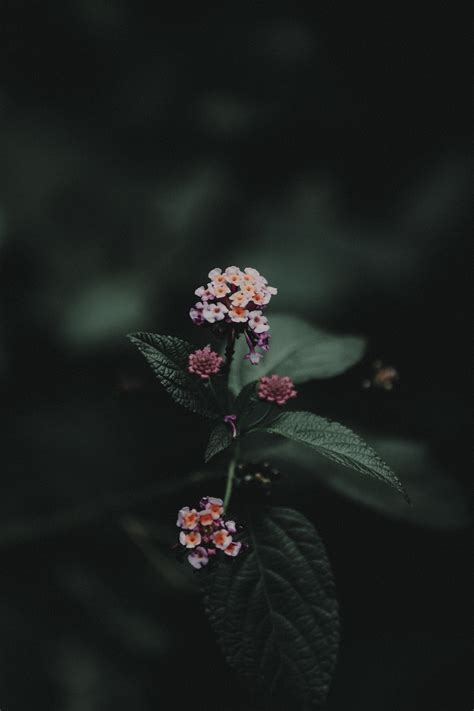 Low Light Photography of Pink and White Flowers · Free Stock Photo