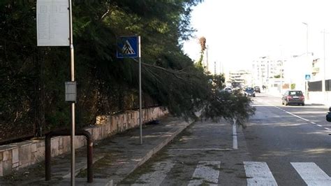 Vento Forte Su Bari E Provincia Alberi Caduti E Danni Novembre