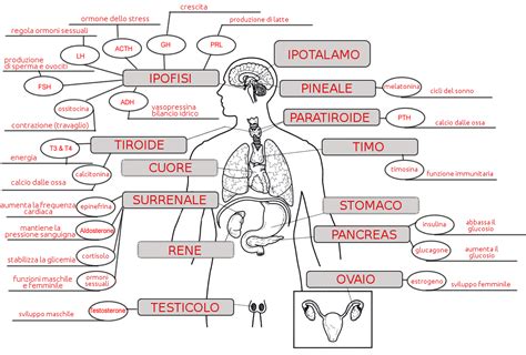 Mappa Mentale Del Sistema Endocrino