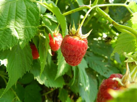 Fotos Gratis Naturaleza Frambuesa Fruta Baya Flor Maduro Comida