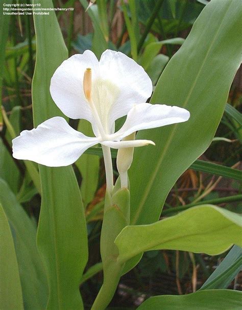 Plantfiles Pictures White Ginger Garland Lily Butterfly Ginger