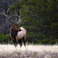 Estes Park Wildlife | Estes Park Outdoor Activities | Estes Park CVB