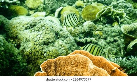 28 Chaetodon Octofasciatus Images Stock Photos 3D Objects Vectors