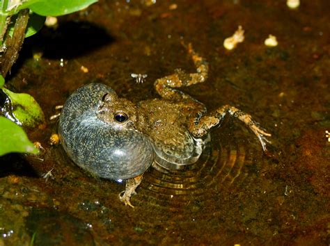 A Twist to How a Túngara Frog Finds Her Prince - The New York Times