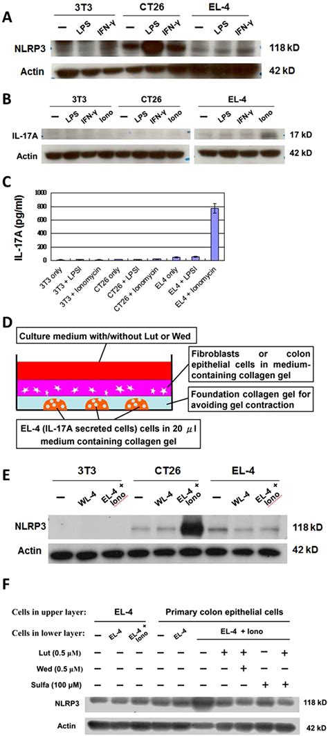 The Il A Secretion In Activating The Formation Of The Nlrp