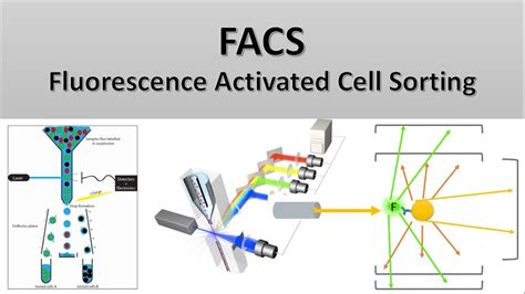 Fluorescence Activated Cell Sorting Ppt - cloudshareinfo