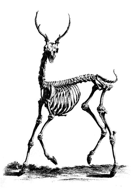 Deer Skeleton Anatomy