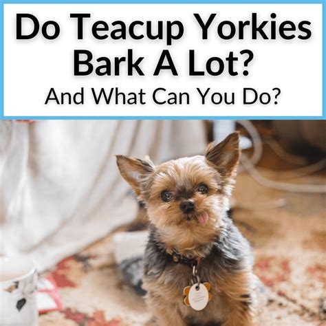 Do Teacup Yorkies Bark A Lot? (And What Can You Do?)