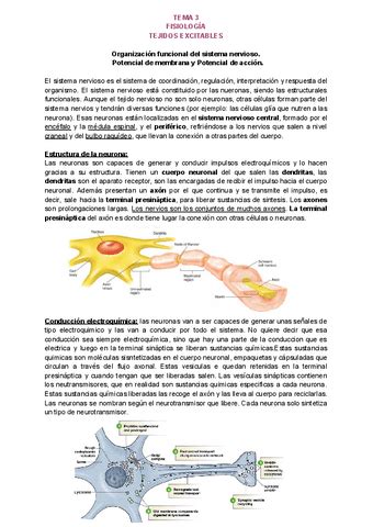 Tema 3Tejidos Excitables Pdf