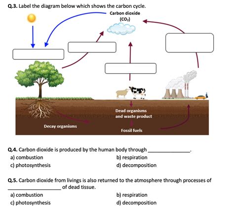 Carbon Cycle Ks3 Worksheet