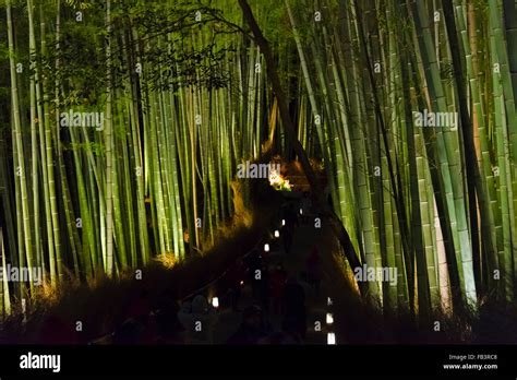 Night View Of Illuminated Bamboo Forest Behind Tenryuji Temple In