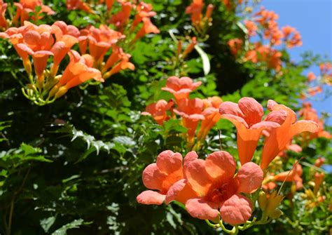 Plant Of The Month Trumpet Vine Campsis Radicans Cv Water Counts