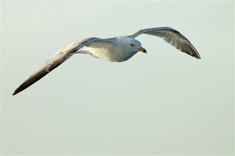 Norwegian Animal Names: A 30-Species Guide - Norwegian Language School